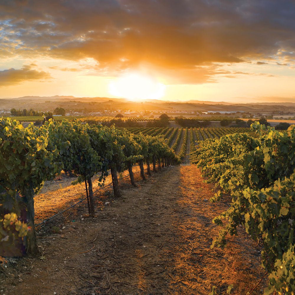 Passeando por Paso Robles? Uma região com excelentes vinhos na California! - SmartBuyWines.com.br