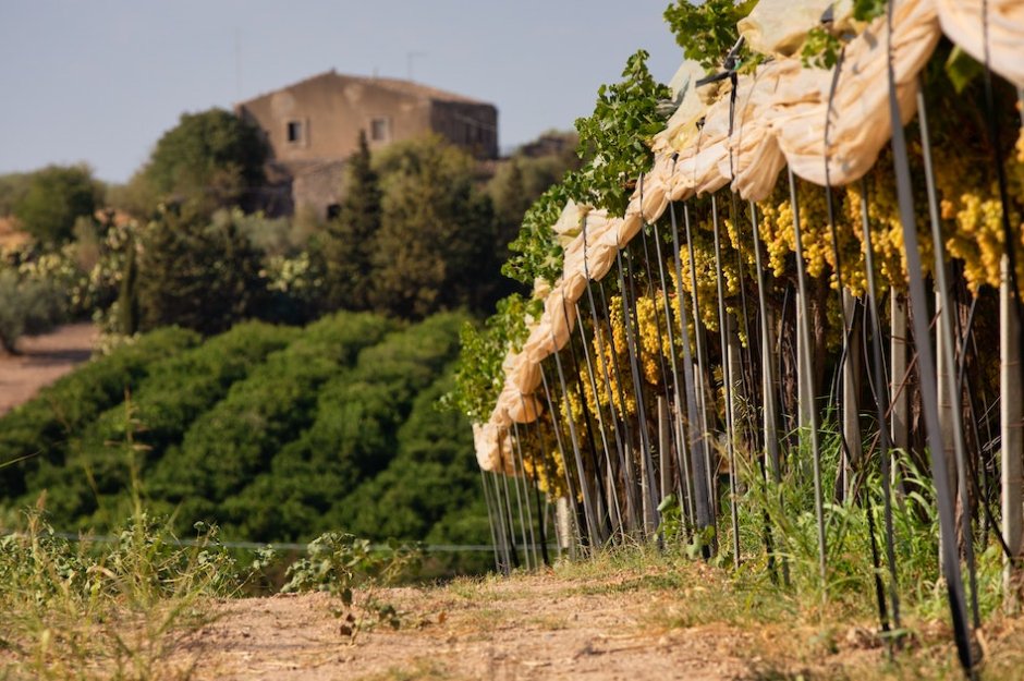 5 Segredos sobre os Vinhos da Exótica Sicília - SmartBuyWines.com.br