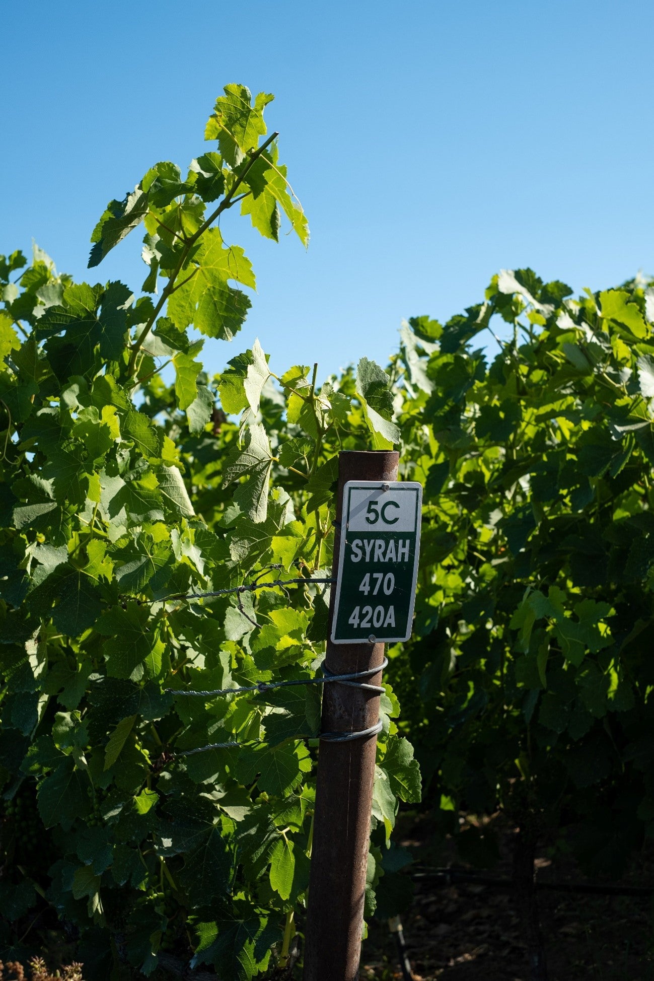 A HISTÓRIA DA UVA SYRAH - SmartBuyWines.com.br