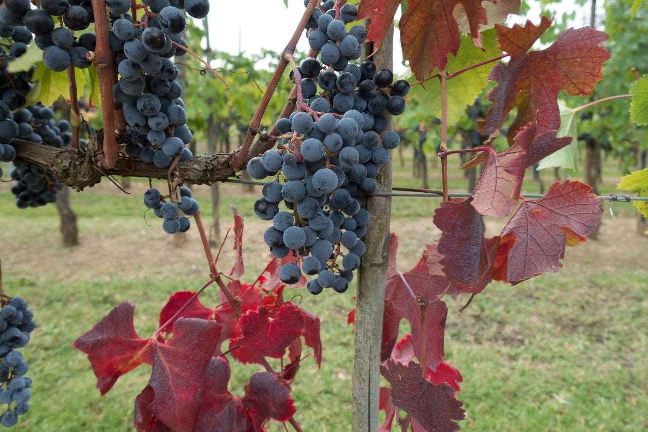 A ORIGEM DO CHIANTI – PARTE 01 - SmartBuyWines.com.br