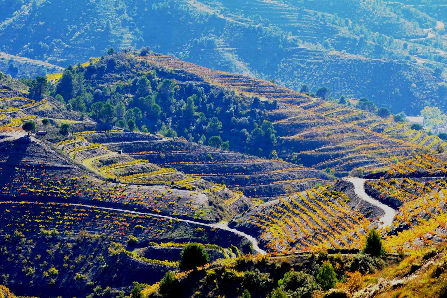 A REGIÃO ESPANHOLA DE PRIORAT E SEUS VINHOS APAIXONANTES - SmartBuyWines.com.br