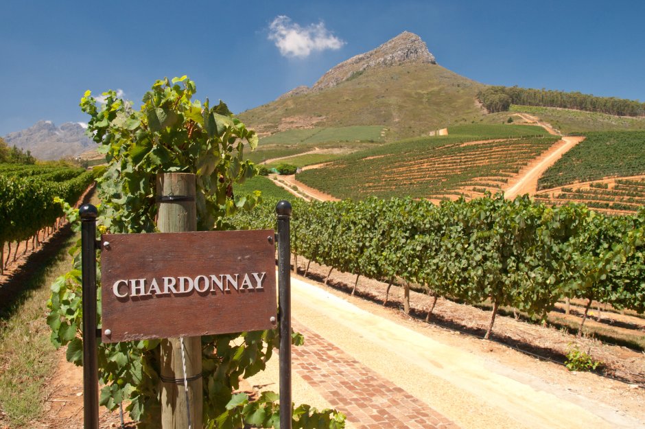 A uva Chardonnay e seus vinhos - SmartBuyWines.com.br