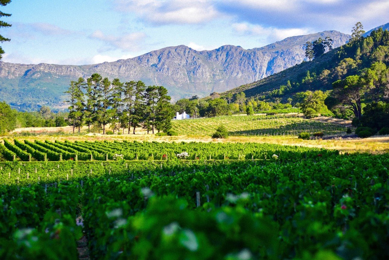 AS MELHORES REGIÕES VINÍCOLAS DA ÁFRICA DO SUL - SmartBuyWines.com.br