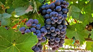 Barbera – A história da uva que fez história - SmartBuyWines.com.br