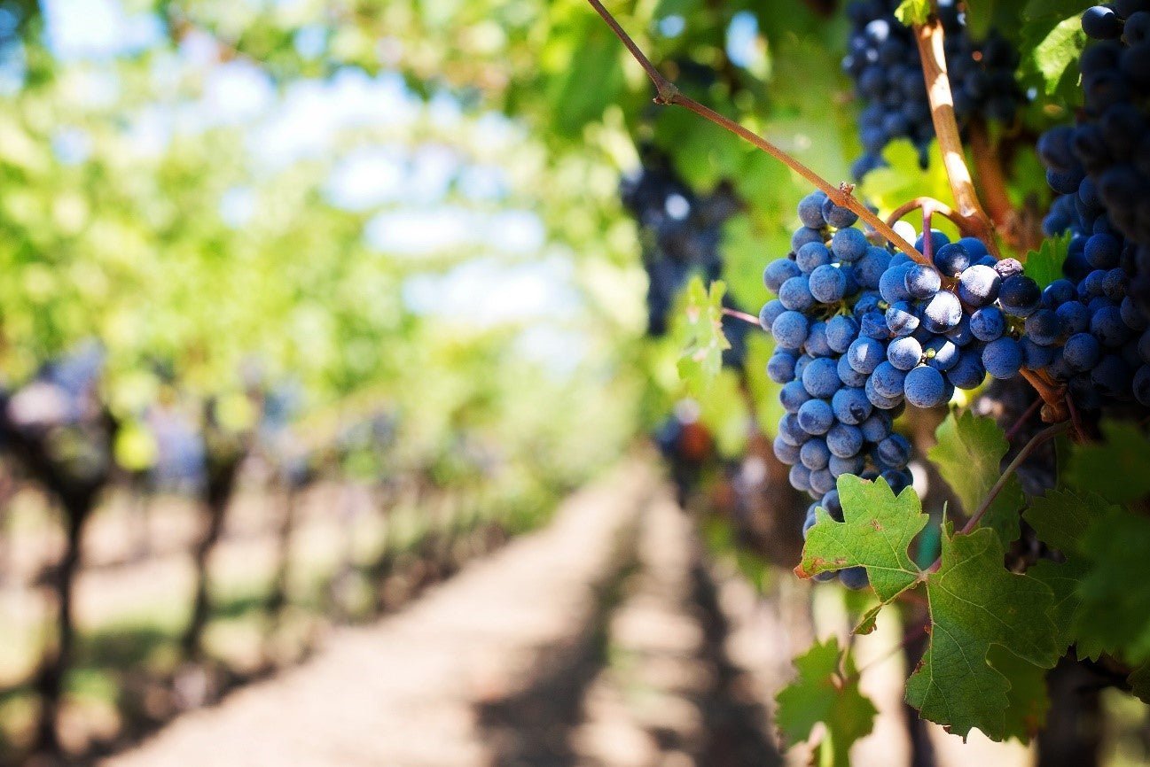 CHILE: UM TOUR PELAS MELHORES VINÍCOLAS DO PAÍS - SmartBuyWines.com.br