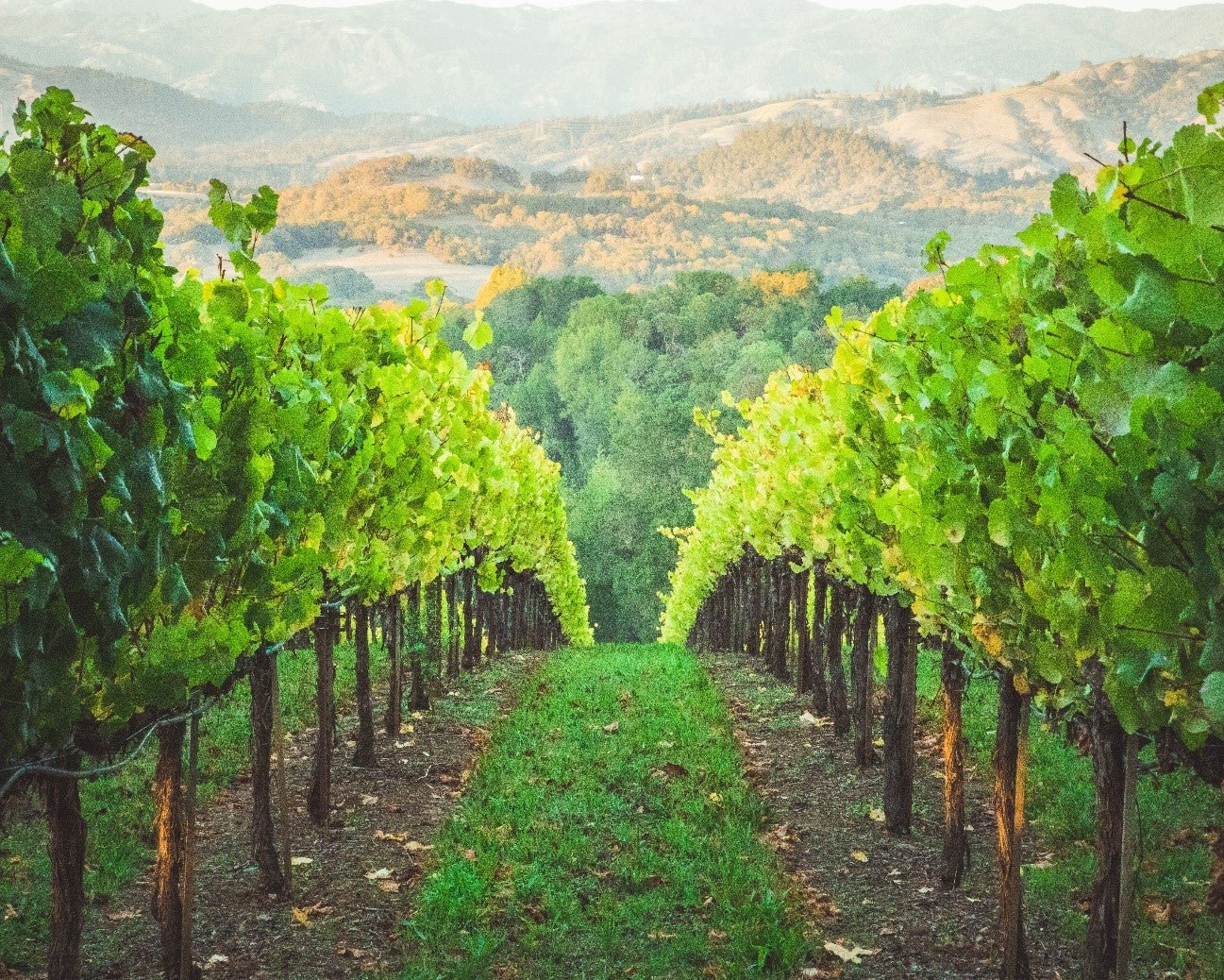 CIDADES VINÍCOLAS DA CALIFÓRNIA: HEALDSBURG - SmartBuyWines.com.br