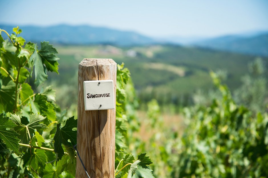 Conheça 3 uvas delicadas: nenhuma é a Pinot Noir - SmartBuyWines.com.br