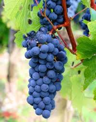 CONHECENDO A ORIGEM DA UVA CARMENERE - SmartBuyWines.com.br