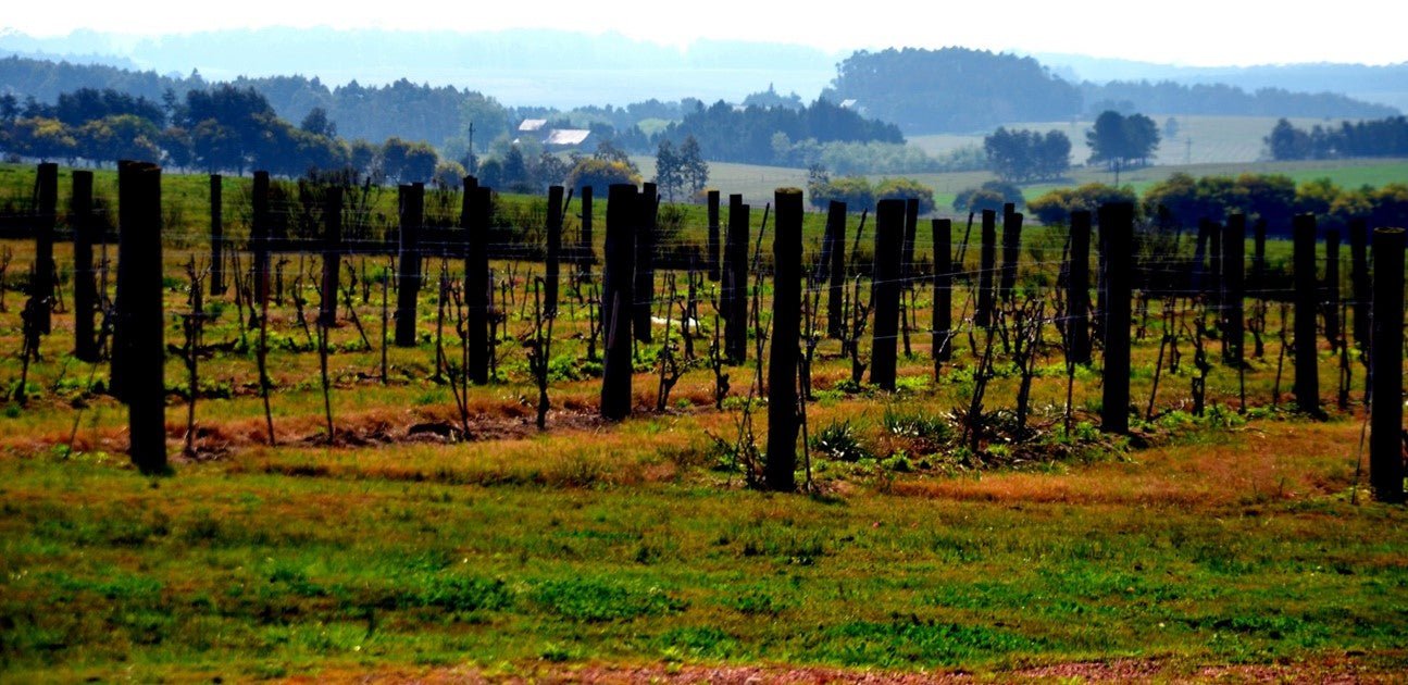 CONHECENDO AS MELHORES VINÍCOLAS DO URUGUAI - SmartBuyWines.com.br