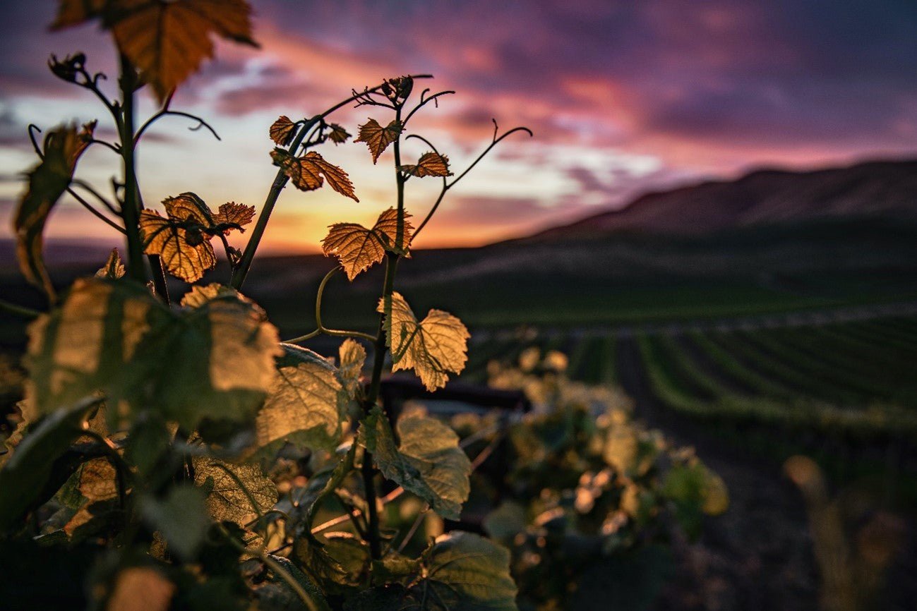 DESBRAVANDO A ORIGEM DA VINÍCOLA TURLEY EM PASO ROBLES - SmartBuyWines.com.br