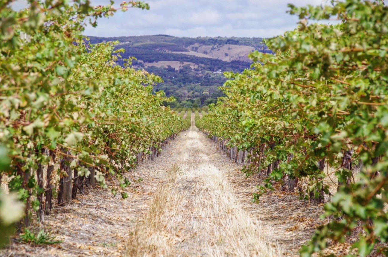 DESCOBRINDO A ESPANHA: OS VINHOS DE TORO! - SmartBuyWines.com.br