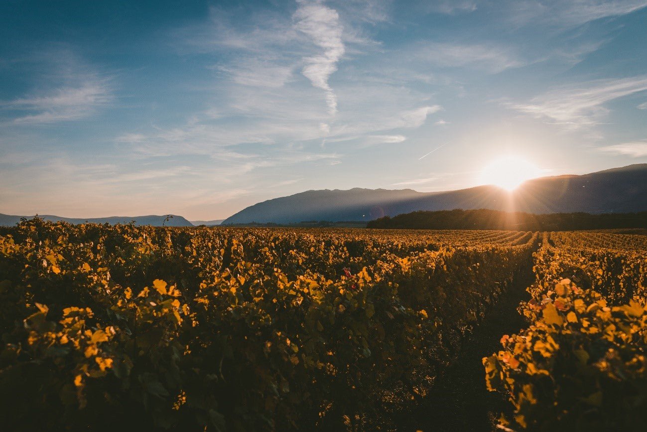 DESCOBRINDO A ORIGEM DO VINHO DA TOSCANA NA ITÁLIA - SmartBuyWines.com.br