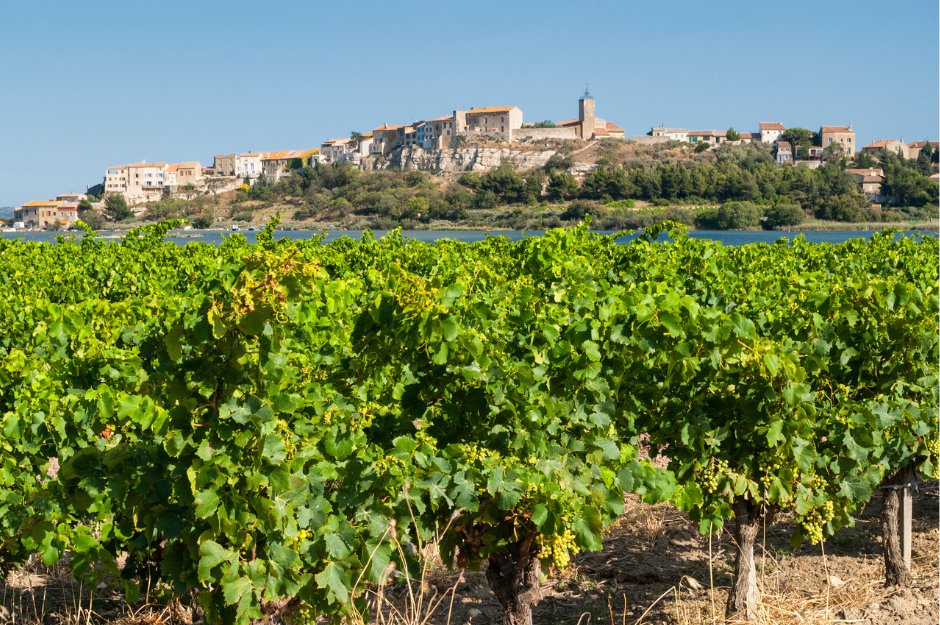 Descubra os Encantos dos Vinhos do Sul da França - SmartBuyWines.com.br