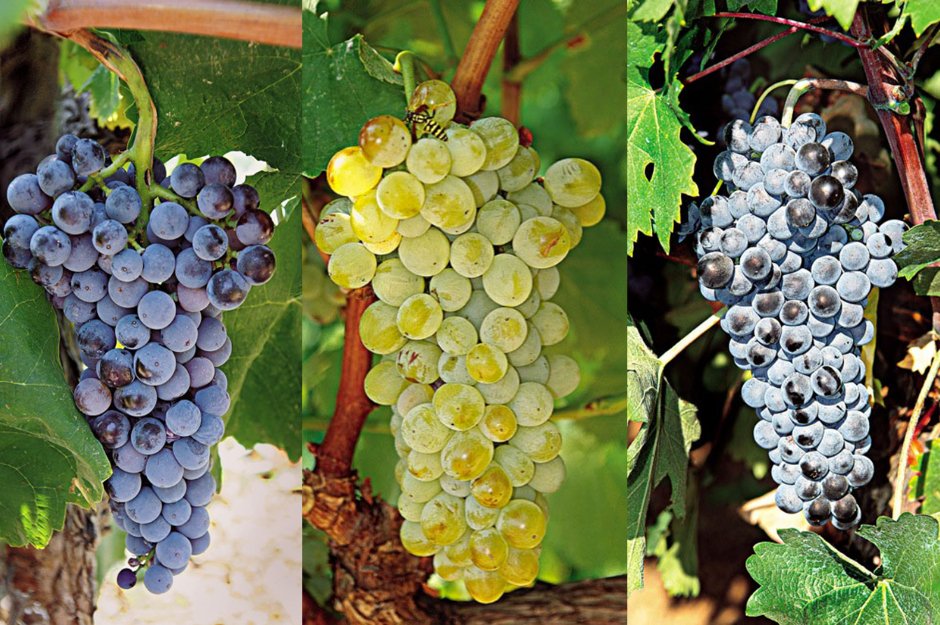 Descubra os sabores das uvas gregas - SmartBuyWines.com.br