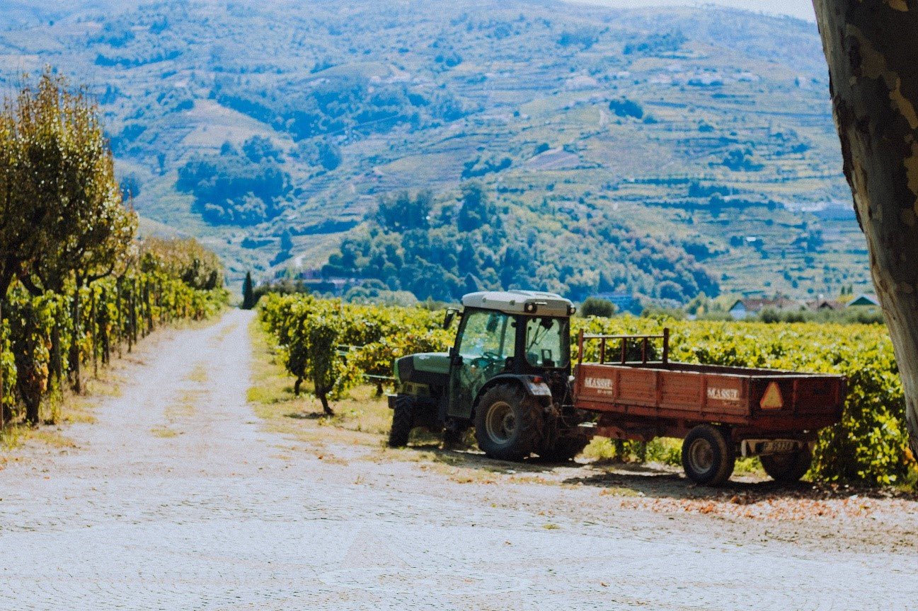 ENTENDENDO DE PERTO A CULTURA DO VINHO DE LISBOA - SmartBuyWines.com.br