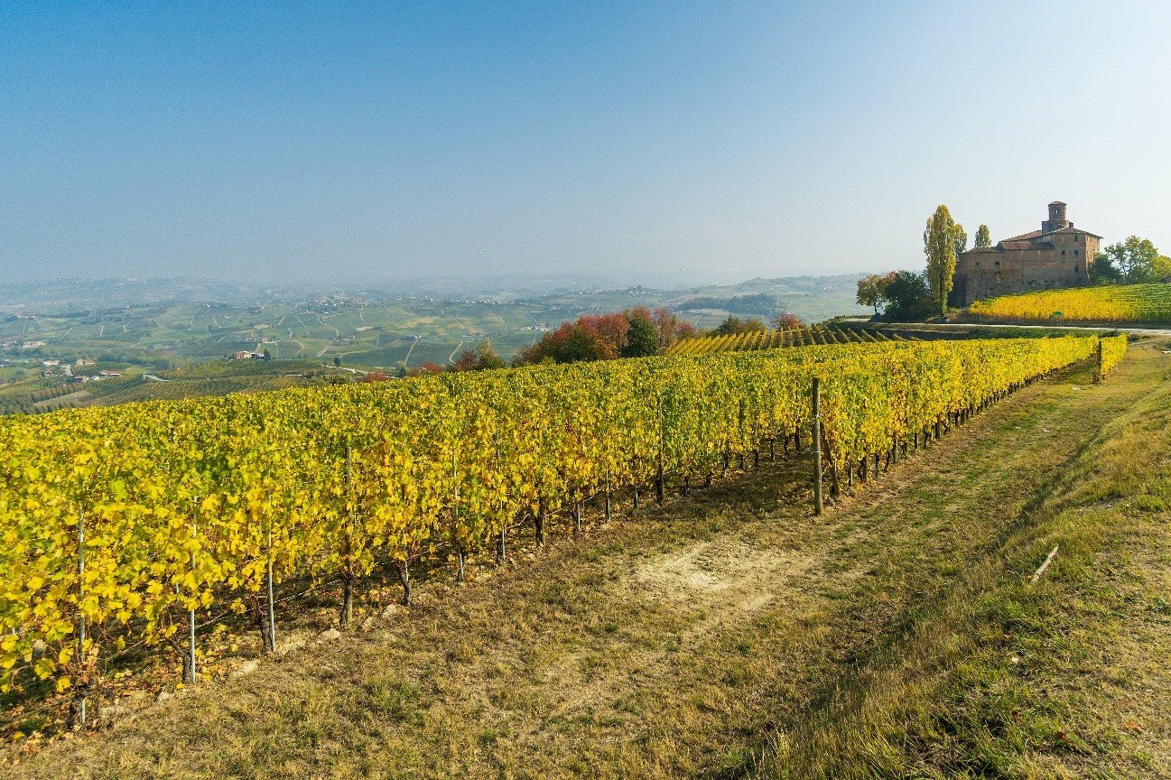 NEBBIOLO: UMA UVA DE PRESENÇA NO COPO E NO PALADAR - SmartBuyWines.com.br