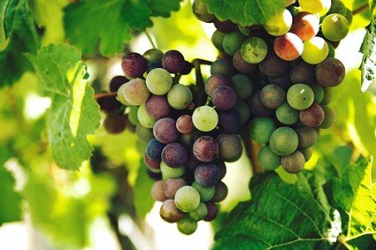O SABOR EXCEPCIONAL DOS VINHOS CHILENOS - DA UVA CABERNET A DELICIOSA SYRAH - SmartBuyWines.com.br