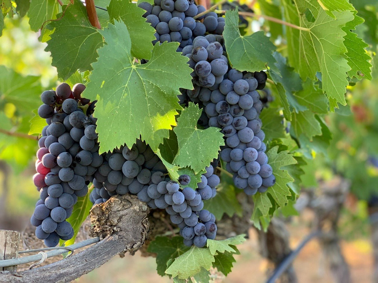 O SEGREDO DA POPULARIDADE VINÍCOLA DE MONTALCINO NA ITÁLIA - SmartBuyWines.com.br