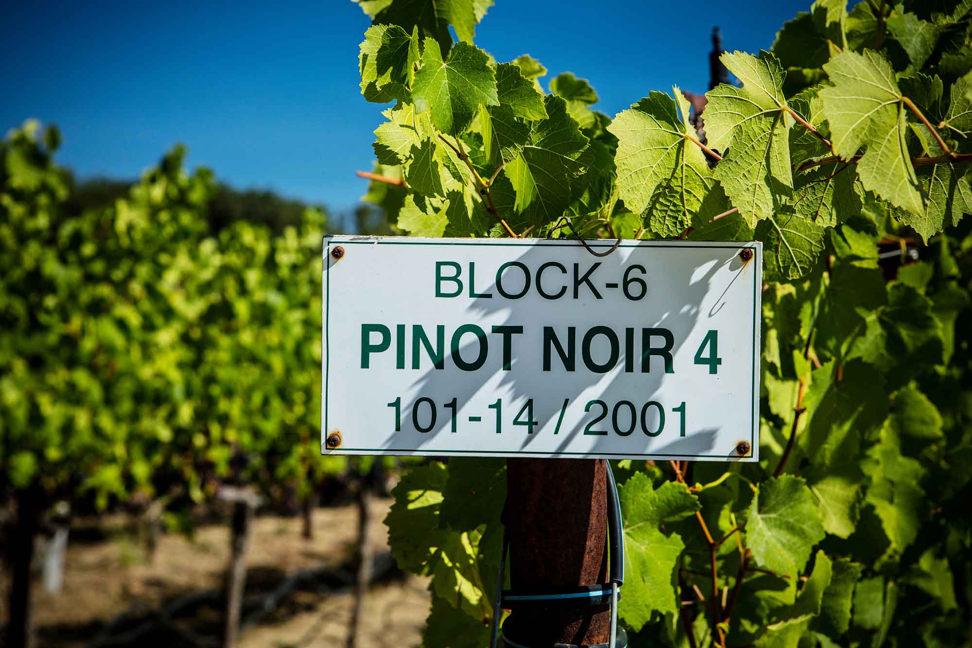OS ENCANTOS DO PINOT NOIR: A PRODUÇÃO AMERICANA - SmartBuyWines.com.br