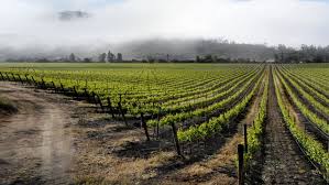 OS VINHOS DE CASA BLANCA VALLEY - DICAS PARA CONHECER O VALE E VINÍCOLAS - SmartBuyWines.com.br