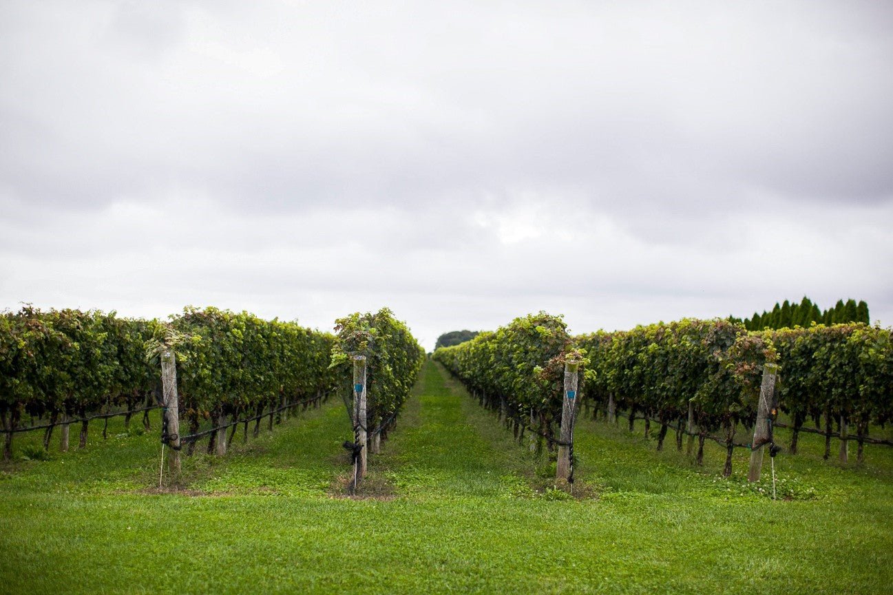 POR QUE O SHIRAZ AUSTRALIANO É CONSIDERADO UM DOS MELHORES DO MUNDO - SmartBuyWines.com.br