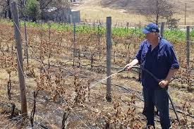 Queimadas na Australia - SmartBuyWines.com.br