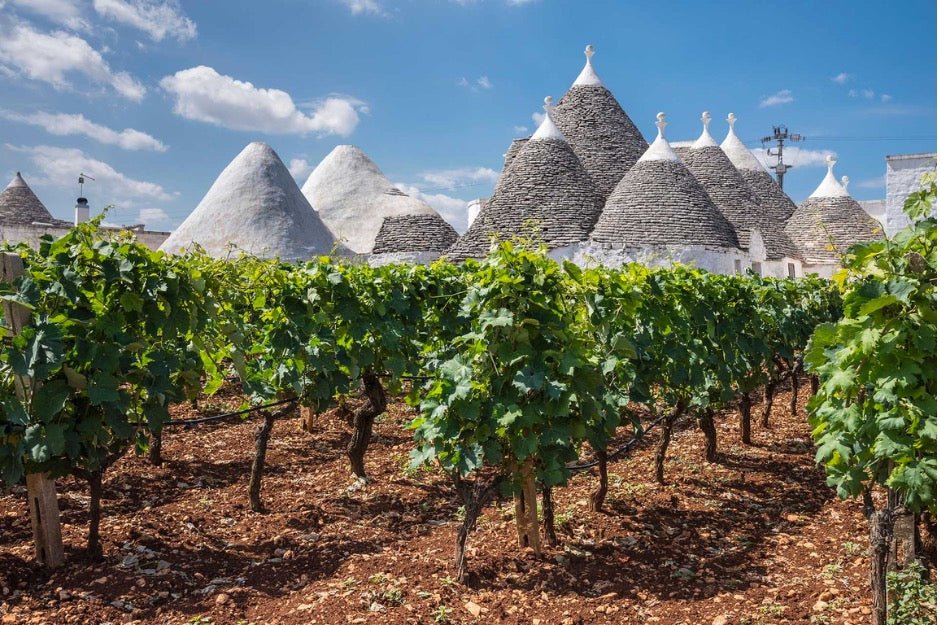 SmartBuy Wines Blog - Da Croácia para a Itália:  a uva Tribidrag para Primitivo - SmartBuyWines.com.br