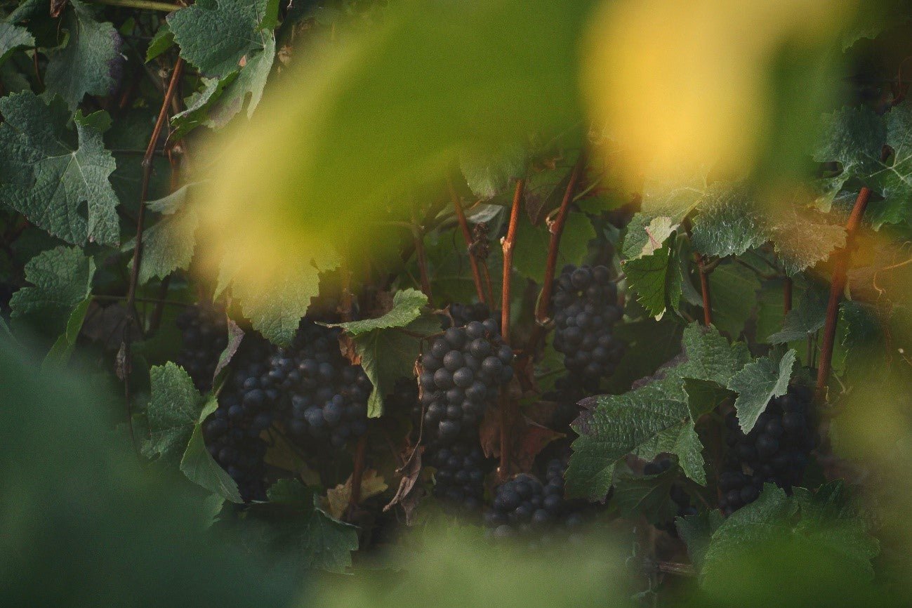 SmartBuy Wines Blog - ENTENDENDO A ORIGEM DA CASTA PETITE SIRAH - SmartBuyWines.com.br