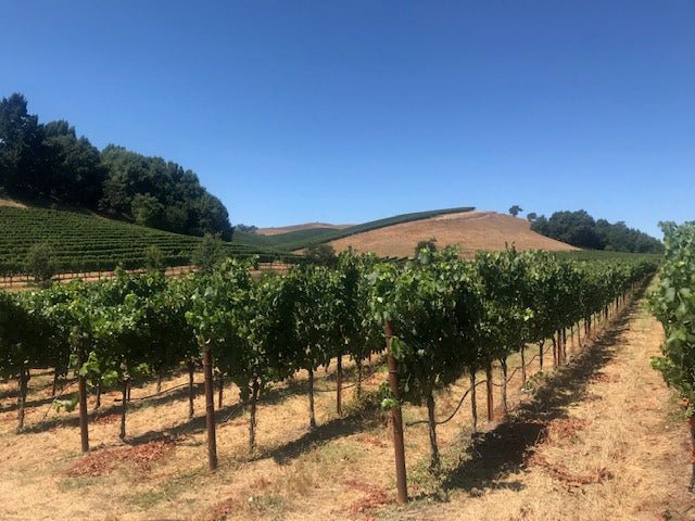 SONOMA PELAS PORTAS DOS FUNDOS - PARTE II - SmartBuyWines.com.br
