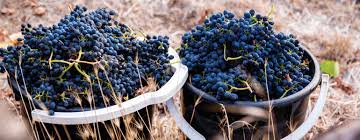 Syrah ou Shiraz? SAIBA TUDO SOBRE UMA DAS UVAS MAIS USADAS DA AUSTRÁLIA. - SmartBuyWines.com.br