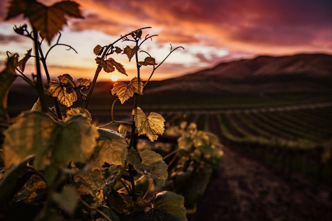 UM DELICIOSO PASSEIO VINÍCOLA POR SANTA LUCIA, CALIFÓRNIA - SmartBuyWines.com.br