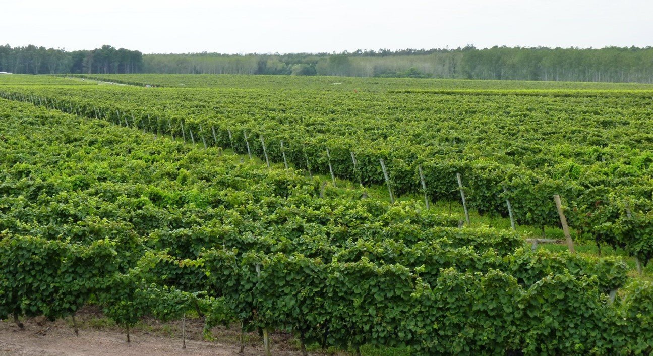 URUGUAI: UMA TERRA DE VINHOS - SmartBuyWines.com.br