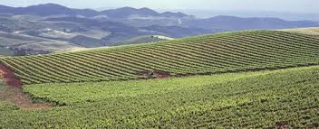 VISITANDO JUMILLA, A REGIÃO DOS VINHOS ESPANHÓIS - SmartBuyWines.com.br